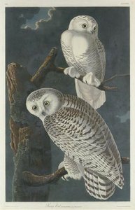 Snowy Owl — Robert Havell