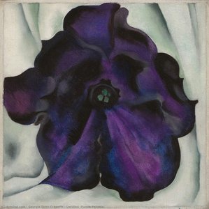Untitled (Purple Petunia)