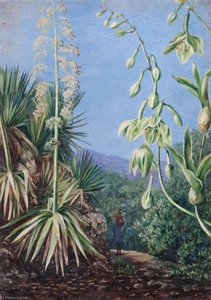 Mountain Path With (as Yet) Unidentified Plants — Marianne North, Victorian Romanticism