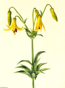 Canada Lily (lilium Canadense) — Mary Vaux Walcott