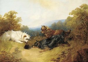 Terriers Rabbiting — Džordž Armfild (smit)