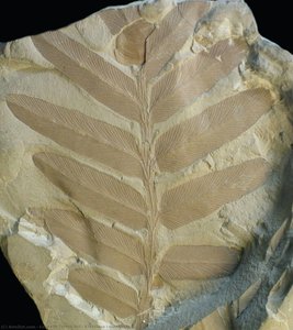 Kurtziana Cacheutensis — Eduardo Torres Xol