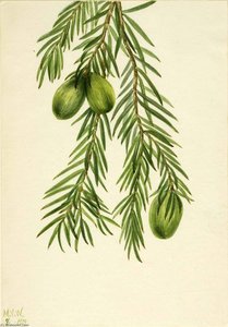 California Nutmeg (tumion Californicum) — Mary Vaux Walcott