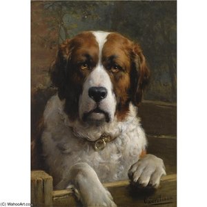 A Saint Bernard Dog