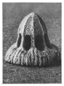 Art Forms In Nature 11 — Karl Blossfeldt