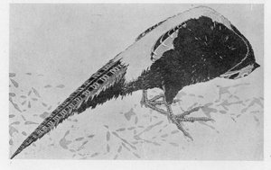 Pheasant Child