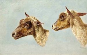 Study Of Sheeps' Heads — James Ward