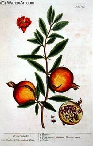 Punica granatum