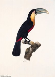 Ramphastos Dicolorus — Jacques Barraband