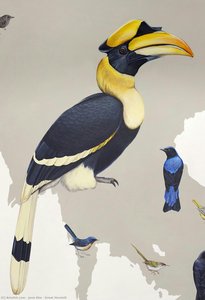 Great Hornbill — Jane Kim