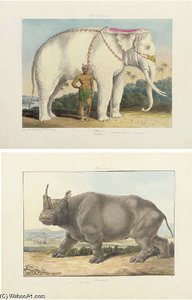Elephants Rhinoceroses — Charles Hamilton Smith