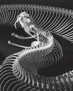 The Skeleton Of A Gaboon Viper — Andreas Feininger