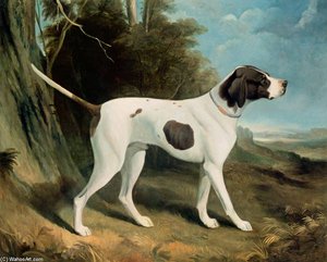 Portrait Of A Liver And White Pointer