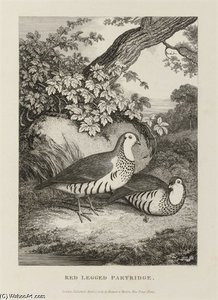 A New Work Of Animals