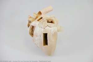Plastinated heart