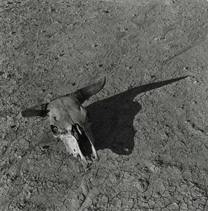 Skull, Badlands, South Dakota — Arthur Rothstein