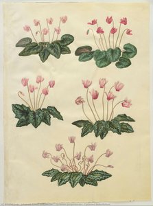 Cyclamen purpurascens; Cyclamen hederifolium