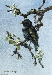 Starling — Edward Penny