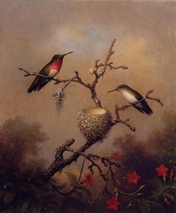 Ruby-throated Hummingbird — Martin Johnson Heade
