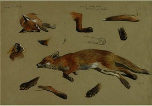 Studies Of A Recumbent Fox — Archibald Thorburn