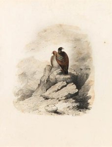 A Pair Of Birds Of Prey On A Rocky Outcrop — Edward Lear