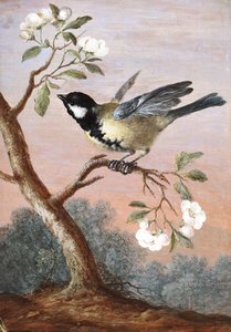 Great Tit On Fruit Flower Branch