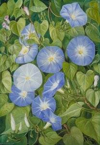 Morning Glory, Natal — Marianne North, Victorian Botanical