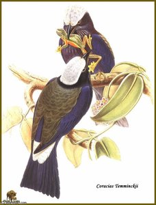Rollier De Celebes — John Gould