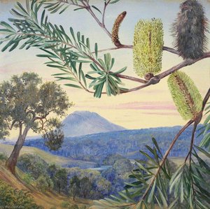 Banksia Aus Tasmanien — Marianne North