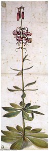 Martagon Lillium — Albrecht Dürer
