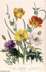 Poppies And Anemones
