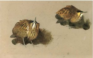 Bittern Studies — Archibald Thorburn