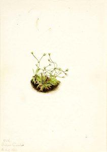 Pygmy Androsace (androsace Subumbellata) — Mary Vaux Walcott