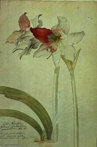 Lilio-Narcissus, Indicus
