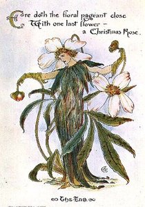 Illustration Showing A Fairy As A Christmas Rose — Walter Crane