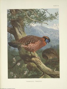 Temminck's Tragopan (tragopan Temmincki) — Archibald Thorburn