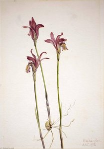Arethusa (arethusa Bulbosa) — Mary Vaux Walcott