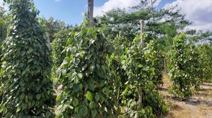 Pepper Plantation