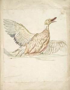 Duck With Wings Extended — Jean-baptiste Oudry