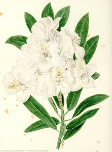 White flowers and foliage