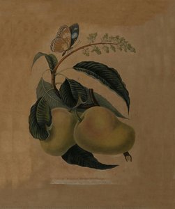 The Mazagon Mango of Bombay with the Papilio Bolina or Purple-eyed Butterfly