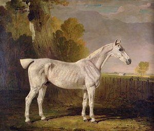 Bony Grey Nag — Benjamin Marshall