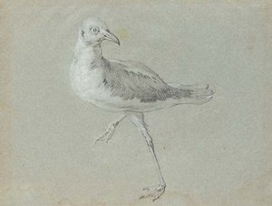 Seagull Walking To The Left Facing Right — Jean-baptiste Oudry