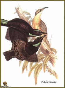Paradisier De Victoria — John Gould