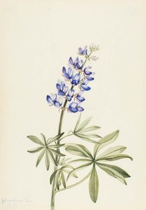 Blue Lupine (lupinus Argenteus) — Mary Vaux Walcott
