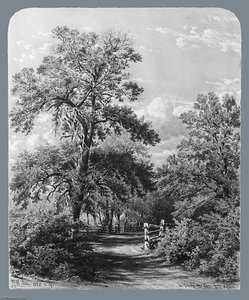 The Grandmother Tree, near Middletown, Long Island