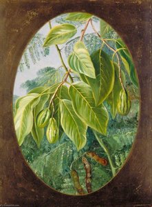 Foliage And Fruit Of Two Indian Trees — Marianne North