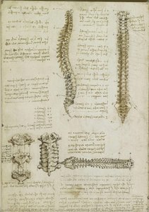 Título Traducido: Estudio Anatómico De La Columna Vertebral — Leonardo Da Vinci