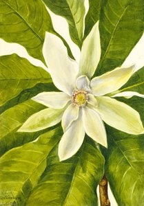 Umbrella Tree (Magnolia tripetala)