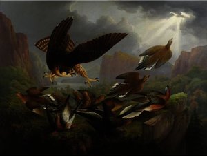 Carolina Turtle Dove ^ Passenger Pigeon Attacked By Peregrine Falcon — Robert Havel